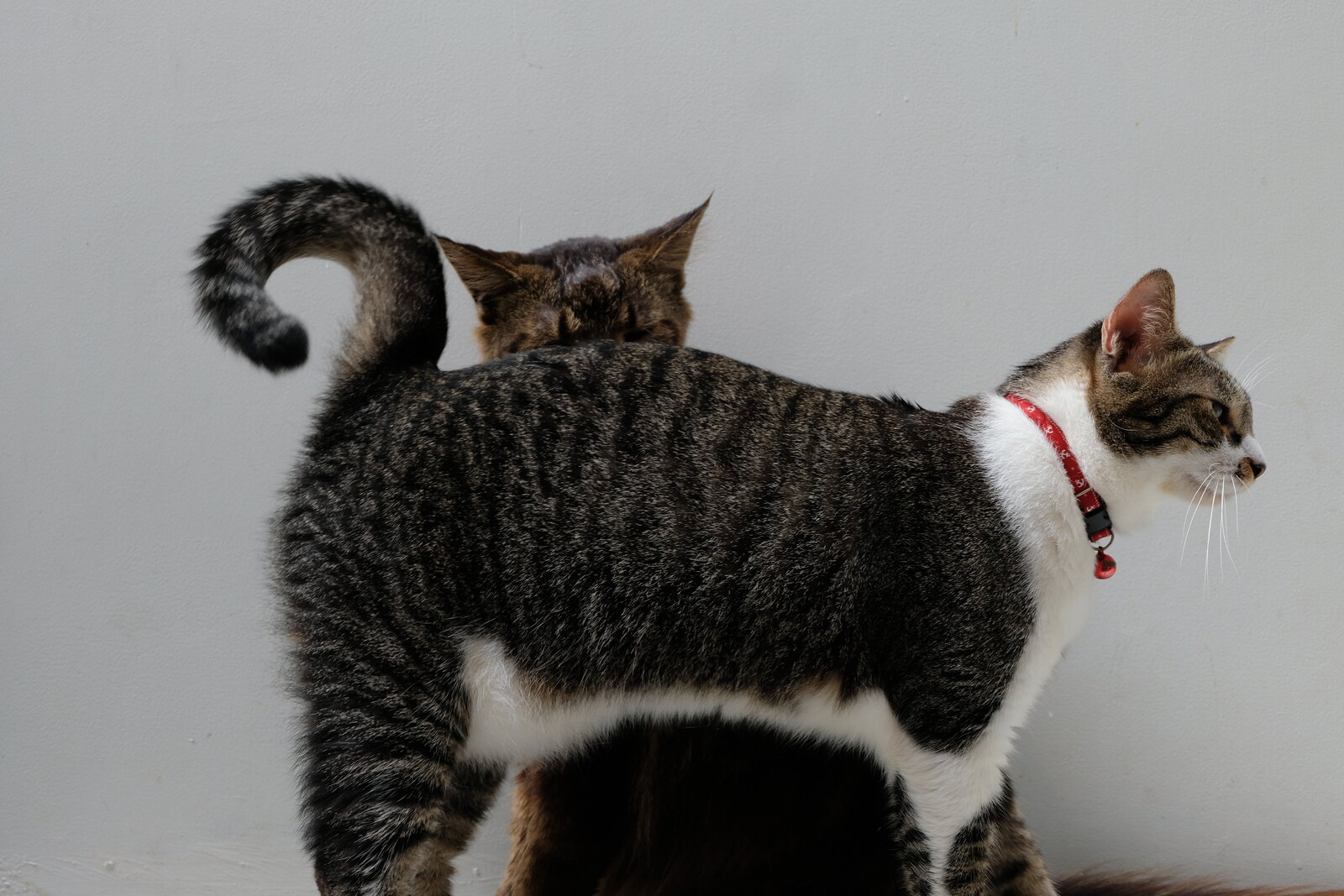 Kucing tabby Casa de Luna dalam sesi foto