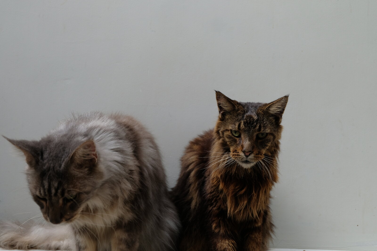Dua kucing berbulu panjang Casa de Luna