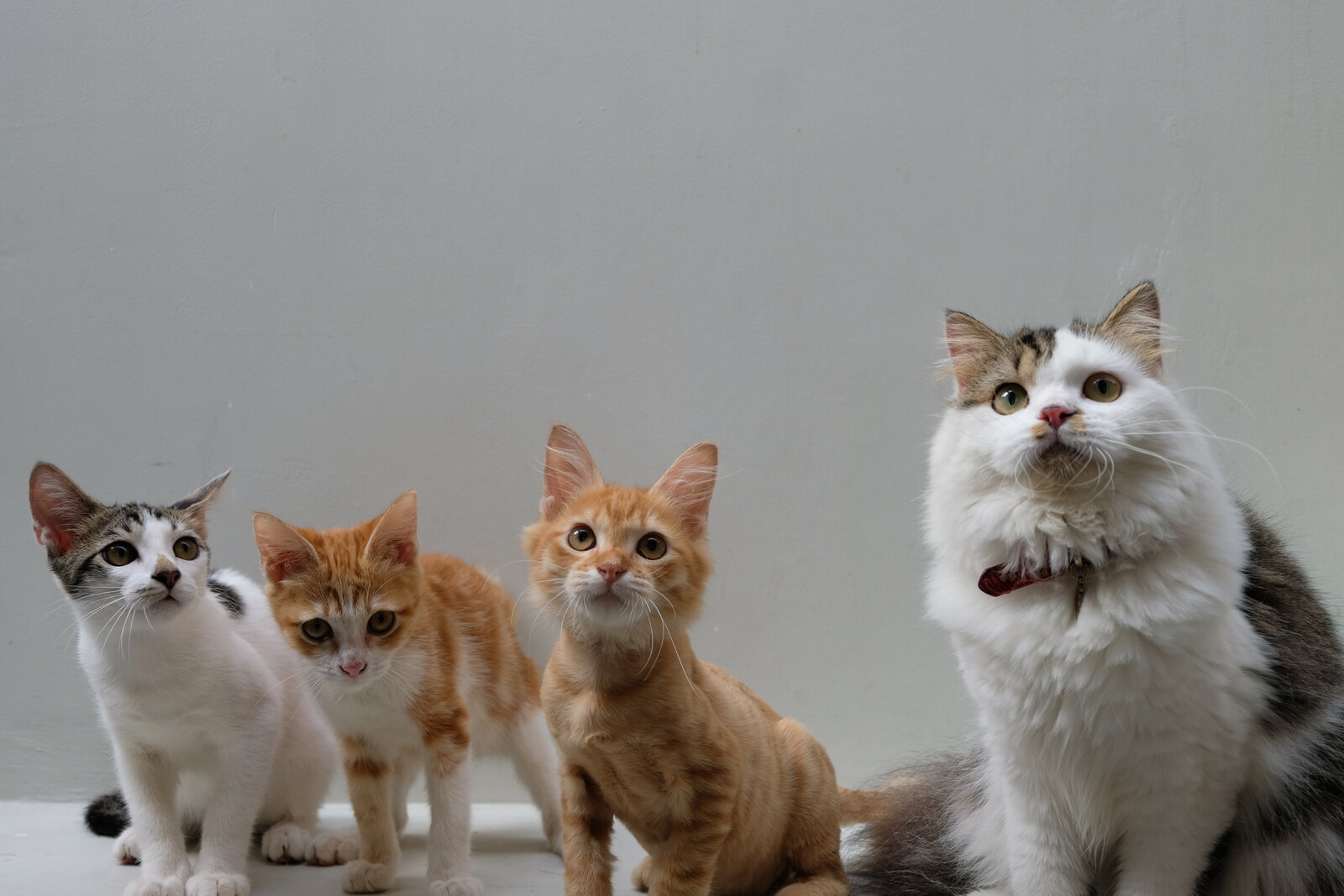 Empat kucing Casa de Luna dalam satu potret