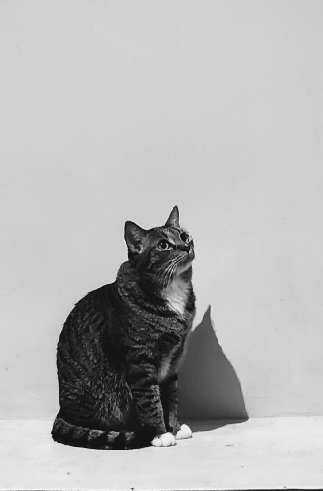 Kucing Casa de Luna dalam potret hitam putih