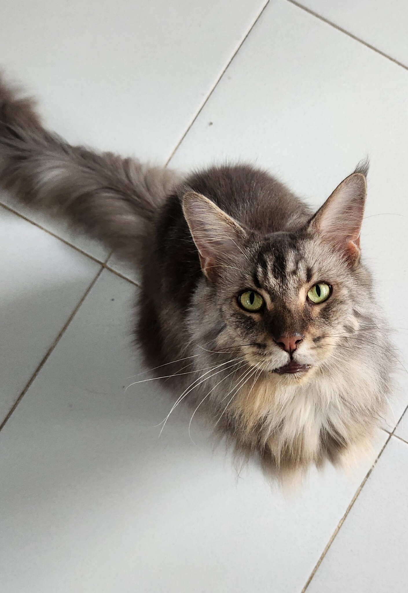 Dunan, kucing abu-abu Casa de Luna