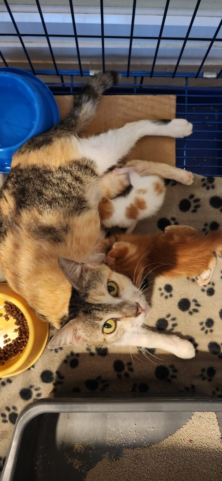Padma bersama anak-anaknya