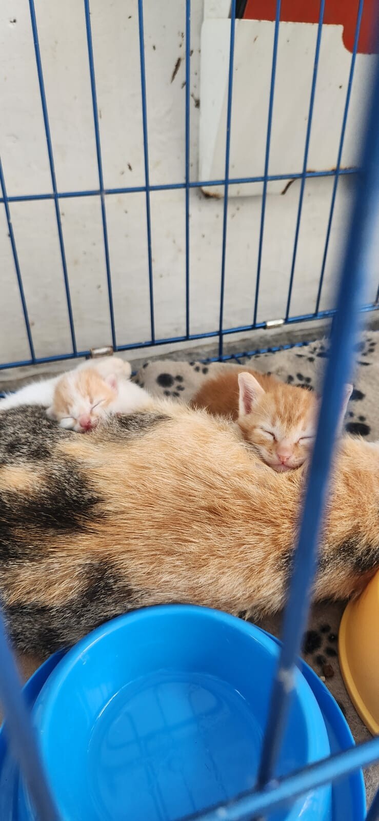 Anak-anak Padma