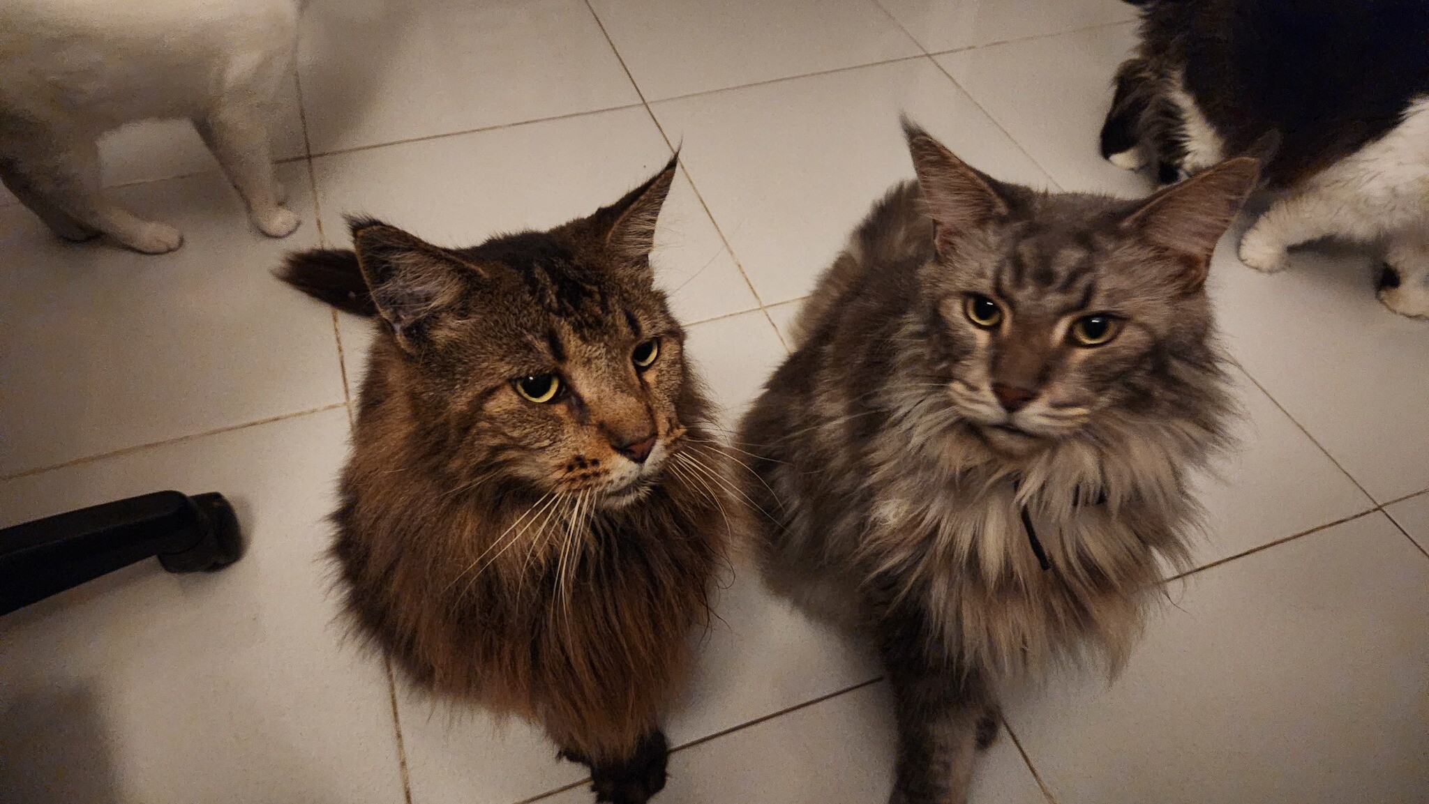 Shiero, kucing abu-abu Casa de Luna